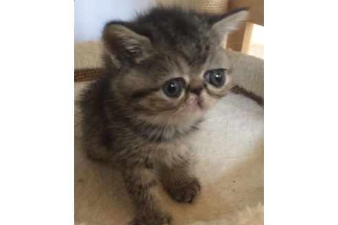 成約済の岡山県のエキゾチックショートヘア-31963の3枚目